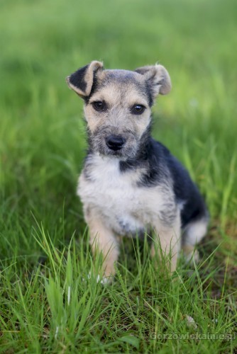 fibi-i-fiks-3-miesieczne-szczeniaki-w-typie-terrierka-55121-gorzow-wielkopolski-foto.jpg
