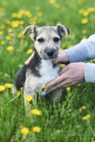 fibi-i-fiks-3-miesieczne-szczeniaki-w-typie-terrierka-55121-psy.jpg