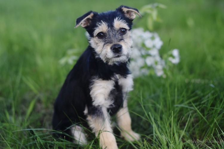 fibi-i-fiks-3-miesieczne-szczeniaki-w-typie-terrierka-55121-zdjecia.jpg