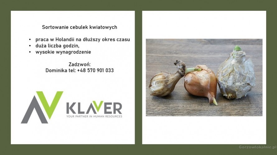 Praca produkcyjna przy cebulkach w Holandii - wyjazd 22-07