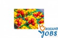 Praca w Holandii w magazynach produkcyjnych. Praca w Holandii w magazynach produkcyjnych.