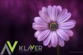 Praca orchidee, kwiaty egzotyczne od zaraz Praca orchidee, kwiaty egzotyczne od zaraz