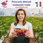 Praca przy zbiorach truskawek i malin Praca przy zbiorach truskawek i malin