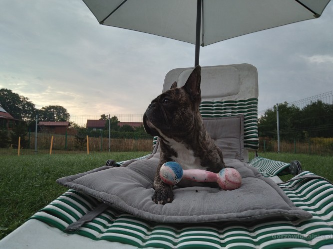 hotel-dla-psow-aport-santocko-gorzow-wielkopolski-petsitter-60213-gorzow-wielkopolski-foto.jpg