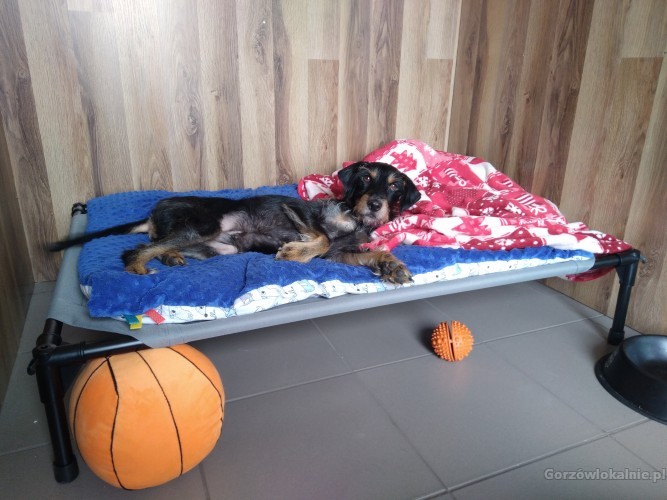hotel-dla-psow-aport-santocko-gorzow-wielkopolski-petsitter-60213-gorzow-wielkopolski.jpg