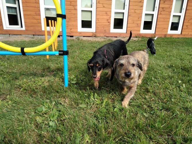 hotel-dla-psow-aport-santocko-gorzow-wielkopolski-petsitter-60213-pozostale.jpg