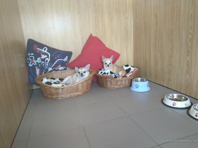 hotel-dla-psow-aport-santocko-gorzow-wielkopolski-petsitter-60213-sprzedam.jpg