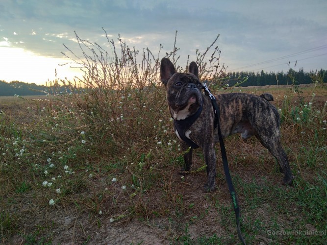 hotel-dla-psow-aport-santocko-gorzow-wielkopolski-petsitter-60213-zdjecia.jpg