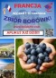 Zbiór Borówki we Francji Zbiór Borówki we Francji