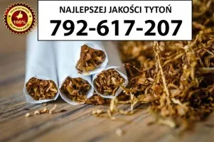 Znakomitej jakości TYTOŃ 75PLN/1KG Znakomitej jakości TYTOŃ 75PLN/1KG