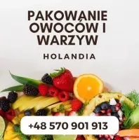 Praca przy Pakowaniu Owoców w Holandii Bez Doświadczenia Praca przy Pakowaniu Owoców w Holandii Bez Doświadczenia