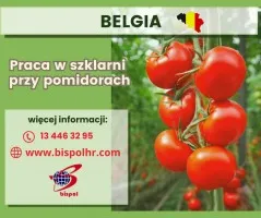 Praca w szklarni przy pomidorach - Belgia Praca w szklarni przy pomidorach - Belgia