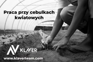 Praca za granicą- Praca przy cebulkach- od zaraz! Praca za granicą- Praca przy cebulkach- od zaraz!