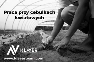 Praca za granicą- Praca przy cebulkach- od zaraz! Praca za granicą- Praca przy cebulkach- od zaraz!