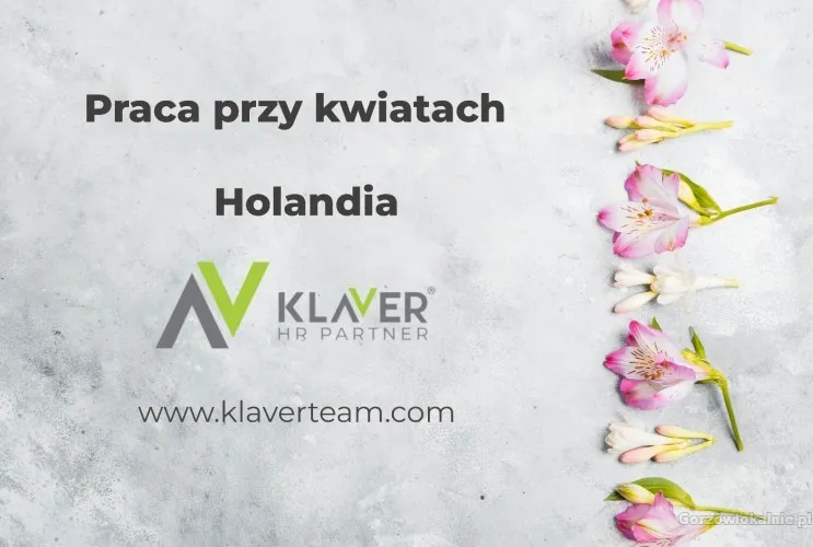 Praca w Holandii przy kwiatach - bez doświadczenia i języka!