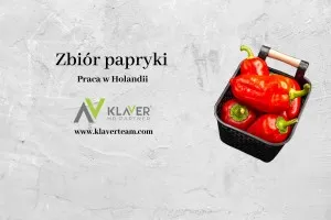 Praca za granicą - Zbiór papryki- Holandia! Praca za granicą - Zbiór papryki- Holandia!