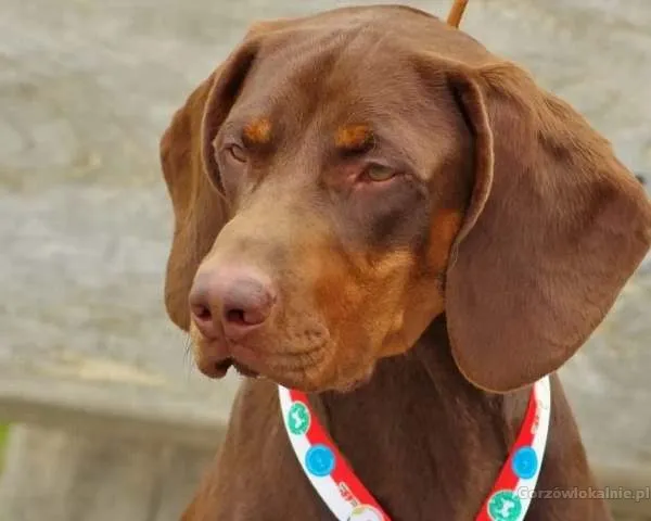 czekoladowy REPRODUKTOR rasy GOŃCZY POLSKI zaprasza suczki na randkę